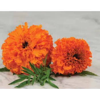 Floral Marigold Flowers
